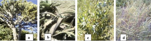 Figure 8. Few medicinal plants [Kulkual (Euphorbia abyssinica) J. Gmel] (a), Eret (Aloe sp.) (b), Nechbahirzaf (Eucalyptus globulus Labill.) (c), and Nechshinkuret (Allium sativum L.) (d) are used to treat different diseases, including rice, in Ethiopia. Source: Mekonnen et al. (Citation2022).