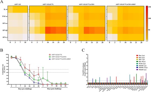 Figure 5. Evaluation of host immune response. (A) Assessment of cytokines in pigs inoculated with ASFV-GZ, ASFV-GZΔI177L, ASFV-GZΔI177LΔCD2v, or ASFV-GZΔI177LΔCD2vΔMGF. The heatmap was drawn using the mean of each group. (B) The antibody response curves from different groups of pigs after inoculation and challenge. The anti-ASFV antibodies have been detected using an ASF competitive ELISA antibody detection kit. The competitive percentage (S/N %) was calculated. Samples presenting a S/N %: ≤ 40% were considered positive; 40–50% was considered doubtful; ≥ 50% was considered negative. (C) Replication of ASFV-GZΔI177LΔCD2vΔMGF in pigs. 8 two-month-old commercial domestic pigs were inoculated with a dose of 107.00 TCID50 of ASFV-GZΔI177LΔCD2vΔMGF virus and one pig at indicated time points was euthanized to collect blood, oral swabs, nasal swabs, anal swabs and organs for viral DNA detection.