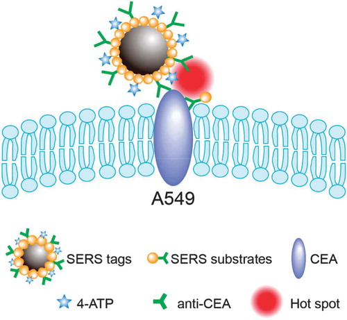 Figure 3. Schematic illustration of formation of sandwich structure and SERS HOT spot with both SERS tags (anti-CEA/4-ATP/Fe3O4-Au NPs) and SERS – active substrate [Citation41].