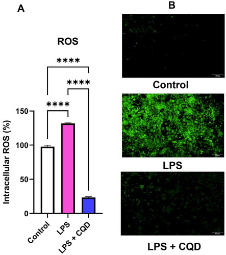 Figure 5. Evaluation of intracellular ROS by DCFDA assay. (A) Effects of CQDs on LPS-activated HMC3 cells. (B) The fluorescent microscopic images of control, LPS-activated and LPS + CQDs co-treated cells. The data are mean ± SD values of triplicates from a representative of three experiments. **** signifies p value < 0.0001. ROS: reactive oxygen species; LPS, lipopolysaccharide; CQDs, carbon quantum dots; DCFDA: 2',7'-dichlorodihydrofluorescein diacetate.