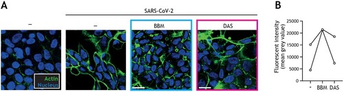 Figure 4. Berbamine limits SARS-CoV-2-mediated impairment of intestinal integrity. (A) Changes in morphology of intestinal epithelial monolayers upon pre-treatment with BBM, DAS, or left untreated for 24 h, followed by exposure to SARS-CoV-2 pseudovirus for 5 days, determined by confocal microscopy. Actin (Phalloidin) is shown in green and nuclei (DAPI) in blue. Scale bar = 15 micron, representative of n = 2. (B) Quantitative analysis of fluorescence intensity (FI) of actin staining of intestinal epithelial monolayers as shown in (A). Analyses of fluorescence intensity were performed at original magnification by measuring mean grey value with ImageJ software. Open circles represent averages derived from 5 different fields of view, n = 2 intestinal donors.
