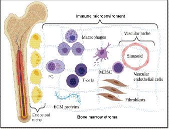 Figure 2. Overview of the bone marrow’s immune microenvironment.The bone marrow microenvironment is divided into endosteal, and vascular niches set within a stroma of differentiated accessory or ‘stromal’ cells, such as fibroblasts, osteoclasts, osteoblasts, adipocytes, endothelial cells, macrophages and mast cells as well as ECM proteins. As for the term ‘immune microenvironment’, it refers to a functional compartment of differentiated immune cells located throughout the marrow stroma.DC: Dendritic cell; ECM: Extracellular matrix; MDSC: Myeloid-derived suppressor cell; PC: Plasma cell.