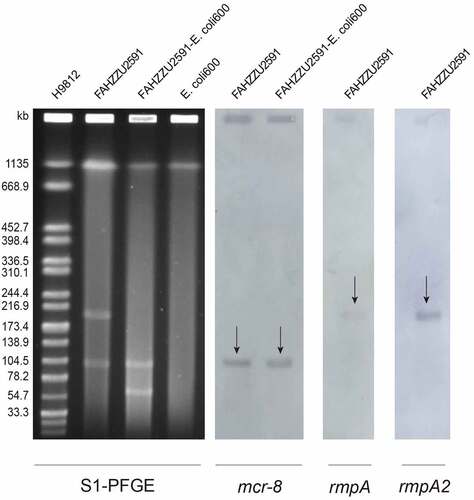 Figure 2. Plasmid profiles of K. pneumoniae FAHZZU2591, transconjugant FAHZZU2591-E. coli 600 and recipient strain E. coli 600. Plasmid size determination by S1-PFGE, with Salmonella enterica serotype Braenderup H9812 as the size marker. The names of the isolates are shown in the first line. The arrows in indicated the locations of mcr-8, rmpA or rmpA2 harbouring plasmids according to the Southern blotting experiment. .