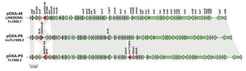 Figure 4: Plasmid variants of pOXA-48 found in two P. mirabilis isolates. Grey arrows = mobile genetic elements, red arrows = antibiotic resistance genes, green arrows = other genes or open reading frames. Unlabelled arrows indicate genes coding for hypothetical proteins.