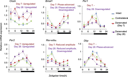 Figure 1 Sciatic denervation disrupts circadian rhythms of clock gene expression in skeletal muscle on days 7 and 28 after denervation.