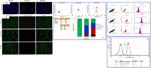 Figure 8. a(i). Effect of green synthesized BH-AgNPs on nuclear damages in KB oral cancer cells were observed with Hoechst 33258 staining under fluorescence microscopy. (A) Control (untreated), (B) Standard Control (7.5 µg/mL) and (C) BH-AgNPs (89.25 µg/mL) for 24 h. Fig.8. a(ii). Analysis of Dual Fluorescent staining of Acridine orange and Ethidium bromide on KB oral cancer cells of (A) Untreated, (B) Standard Control and (C) BH-AgNPs used to identify apoptosis-associated changes of cell membranes during the process of apoptosis and also to accurately distinguish cells in different stages of apoptosis Fig. 8.b. Apoptotic assay of green synthesized BH-AgNPs on KB –Human oral carcinoma cell line by Flow cytometry assay Figure. 8.c. d. Expression of Apoptotic protein Caspase 3 anlaysis on KB –Human oral carcinoma cell line treated with green synthesized BH-AgNPs.