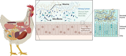 Figure 2. Schematic diagram of the respiratory mucus layer.The mucus covers the respiratory epithelia and consists of two layers: the gel layer of secreted mucins and the periciliary layer of cell-tethered mucins. The gel layer contains soluble mucins MUC5AC and MUC5B. These soluble mucins significantly contribute to this layer’s viscosity and gel-like properties. Cilia on the epithelial surface are rich in MUC1, MUC4, MUC16, and MUC20. Host species differ in genetic makeup and mucin expression, resulting in a species-specific mucin and glycan repertoire on cell surface receptors and in the gel layer. This figure has been created with BioRender.com.