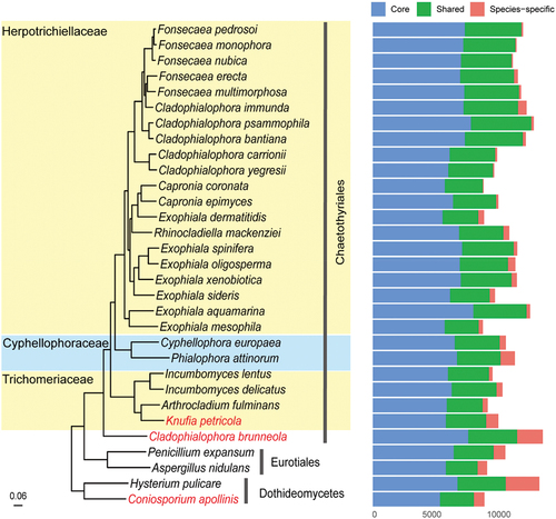 Figure 4. Phylogenomic relationships among representatives from Herpotrichiellaceae, trichomeriaceae, and cyphellophoraceae species. The tree was rooted using species in Dothideomycetes as outgroup. Three rock-inhabiting fungi (RIF) are highlighted in red. Genes were categorised as core (present in all species), shared (present in at least two species), and species-specific.