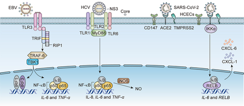 Figure 2. The receptors on CECs and downstream pathways for EBV, HCV, and SARS-CoV-2 infection-associated DED.EBV activates NF-κB to produce IL-6 and TNF-α via binding to TLR3 on CECs. Meanwhile, EBV promotes the transcription of IRF3 via potentiating the same upstream TRIF/RIP1/tumour necrosis factor receptor-associated factor 6 (TRAF-6)/TANK-binding kinase 1 (TBK1) signalling. The NS3 of HCV binds to TLR1 and TLR6 on CECs to activate NF-κB, producing IL-8, IL-6 and TNF-α via boosting upstream MyD88. The core protein of HCV enhances the generation of NO via activating iNOS. SARS-CoV-2 binds to CD147, ACE2, and TMPRSS2 on CECs, activating NF-κB pathway to produce IL-6, CXCL-1 and CXCL-6 through upstream inhibitor of kappa B kinase α (IKKα).