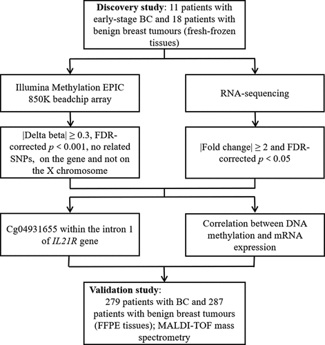 Figure 1. Study design and flow chart. The 29 fresh-frozen tissue samples of the discovery study were subjected to Illumina methylation EPIC 850K beadchip array and RNA-Sequencing. Cg04931655 within intron 1 of IL21R gene was selected by comprehensive analysis of binary omics data in a stepwise selection manner. The DNA methylation was well correlated with mRNA expression of IL21R gene in fresh-frozen tissue samples during the discovery study. We conducted a further independent validation study with FFPE tissue samples. Binary logistic regression analysis was performed to analyse the correlation between IL21R methylation and BC and receiver operating characteristic (ROC) curve analysis was used to verify the ability of IL21R methylation level in distinguishing benign and malignant breast tumours.