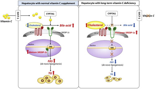 Figure 1. A persistent lack of vitamin C causes a disturbance in the hepatic de novo lipogenesis pathway by impairing the conversion of bile acid to cholesterol. The current research’ straightforward graphical abstract. Normal hepatocytes exhibit de novo lipogenesis in the left panel. Right panel: Impaired de novo lipogenesis in long-term vitamin C–deficient hepatocytes. CYP7A1: cholesterol 7α-hydroxylase; ER: endoplasmic reticulum; FAS: fatty acid synthase; SCAP: SREBP cleavage-activating protein; SRE: sterol regulatory element; SREBP-1c: sterol regulatory element-binding protein-1c; SVCT-1: sodium-dependent vitamin C transporter 1; TG: triglycerides (Source: Lee et al., Citation2021).