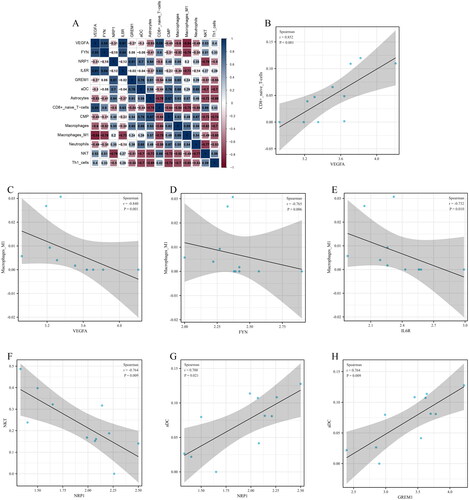 Figure 10. Relationship between candidate diagnostic biomarkers and differential infiltrating immune cell types. (A) Matrixplot of correlation coefficients; (B) VEGFA-CD8+ naïve T cells; (C) VEGFA-Macrophages M1; (D) FYN-Macrophages M1; (E) IL6R-Macrophages M1; (F) NRP1-NKT; (G) NRP1-aDC; (H) GREM1-aDC.