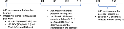Figure 1. Experimental design. Figure shows timeline of experimental design for all experimental groups, including avirulent rP2 PICV infection, virulent rP18 PICV infection, and mock infection (PBS injection). Dates of hearing loss testing via the auditory brainstem response (ABR) method, of sample collection, and of animal sacrifice are indicated for different groups of animals.