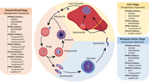 Figure 4. Development stages of the Plasmodium life cycle. Kinase inhibitors that target parasites at the blood, liver and mosquito stages are indicated.