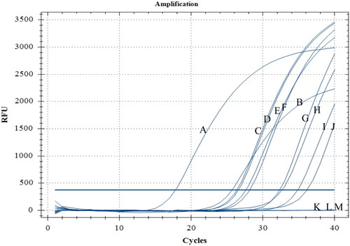 Figure 4. TaqMan qPCR detection of leaf samples with symptoms of citrus melanose and airborne conidia from an orchard. A and B: positive control; C–H: leaf samples; I and J: airborne conidia captured using a TPBZ3 conidia trap in a citrus orchard; K: ddH2O; L and M: airborne conidia captured using a TPBZ3 conidia trap in a tea garden.