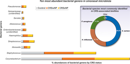 Figure 1 Ten most abundant bacterial genera in sinonasal microbiota (Data from Paramasivan S, Bassiouni A, Shiffer A, et al. The international sinonasal microbiome study: a multicentre, multinational characterization of sinonasal bacterial ecology. Allergy. 2020;75(8):2037–2049.Citation23) and bacterial species most commonly identified in CRS-associated biofilms. Data from.Citation37–39