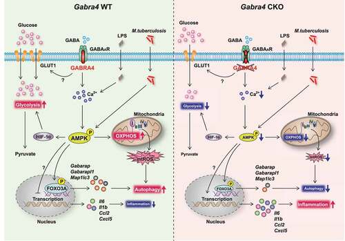 Figure 10. Schematic of the role of GABRA4 in modulating innate immune responses. GABRA4 activates autophagy from transcriptional level to autophagic flux via the Ca2+-AMPK-FOXO3A pathway, thereby inhibiting inflammation in response to pathogenic or dangerous stimuli. GABRA4-mediated AMPK activation is critical for the orchestration of autophagy, inflammatory responses, mtOXPHOS, and antimicrobial responses. In addition, GABRA4 is required for the maintenance of aerobic glycolysis via AMPK-dependent HIF-1α signaling. Therefore, GABRA4, via Ca2+-AMPK signaling, coordinates autophagy, inflammation, and innate host defenses.