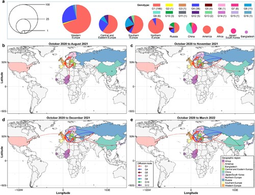 Figure 3. Spatiotemporal spread of H5N1 viruses bearing the clade 2.3.4.4b HA gene. (a) Genotype and distribution of 233 H5N1 viruses isolated from 28 countries between October 2020 and March 2022. (b–d). Emergence and spread of the indicated seven genotypes that were detected in more than one country/region/continent.