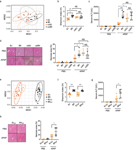 Figure 1. Differential gut microbiota modulates susceptibility to APAP-induced hepatotoxicity.