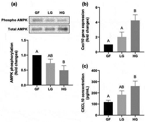 Figure 3. Effect of glucose on CXCL10 expression and secretion in C2C12 myotubes