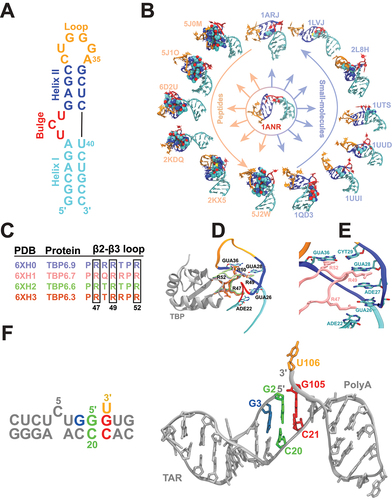 Figure 3. TAR RNA and its complexes with various ligands. Shown is (A) the secondary structure of the HIV-1 TAR RNA highlighting various structural motifs (loop, helix 2, bulge, helix 1) that are labeled and colored uniquely; (B) the snapshots of TAR RNA (stick representation) bound to various peptides (left; labeled counterclockwise light orange) and to small-molecules (right; labeled counterclockwise light blue). The ligands are shown in space-filling representations [Citation86–95] with the apo conformation of TAR RNA (PDB 1ANR) shown at the center of the panel [Citation96]; (C) the sequences of the β2–β3 loops from four lab-evolved TBPs with key arginine residues highlighted in boxes; (D) the cartoon representation of superimposed TBPs bound to TAR RNA with the β2–β3 loops and the key arginine residues and RNA nucleotides (stick representations) highlighted in unique colors following the color scheme in panel C [Citation97,Citation98]; (E) the snapshot of the TBP6.7 binding site with key arginine residues depicted with sticks (PDB 6HX1) [Citation97]; and (F) the snapshot of the G1G truncated joint region between TAR RNA and PolyA RNA along with the truncated secondary structure (PDB 7DD4) [Citation51]. The 5′-terminal G2 and G3 nucleotides and the 3′-terminal UG nucleotides are highlighted in unique colors.