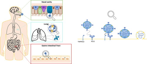 Figure 2. Mechanism of SARS-CoV-2 viral entry into the host organisms. Left: ACE2 and TMPRSS2 are expressed in the nasal mucosa, lungs and intestine, making them a potential entry sites for the virus. Right: Once the SARS-CoV-2-binding to ACE2 complex encounter TMPRSS2, the virus is internalized by the cells. Then, viral RNA is released into the host cell cytoplasm for replication.
