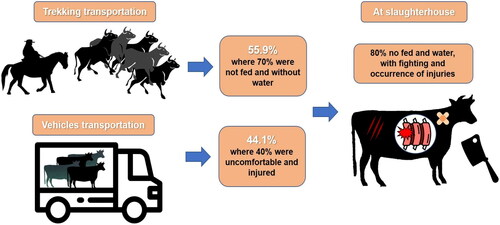 Figure 1. Impacts of means transportation on animal welfare, highlighting abrasion injury observed at slaughterhouse.