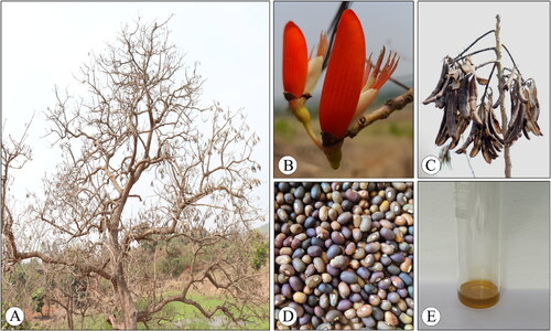 Figure 1. Morphology of Erythrina stricta. A. Habit; B. Flowers; C. Mature pods; D. Seeds; E. Seed oil.