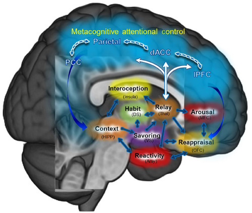 Figure 1 Mindfulness-centered regulatory network.