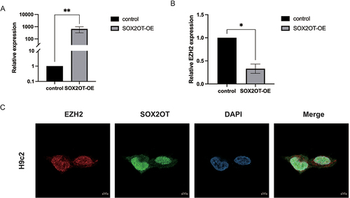 Figure 4 LncRNA SOX2OT targets EZH2.