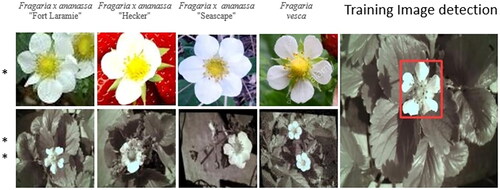 Figure 9. Strawberry cultivars. * RGB images from Vesey (Citation2022), ** monochrome images captured with NID camera. The far-right image shows Yolo’s detection of a strawberry flower on the training dataset.
