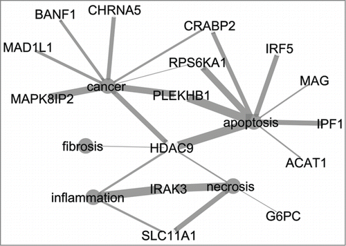 Figure 2. Network of 15 genes from the signature list of the 8 h medium dose prediction model and five terms related to relevant processes for DILI (cancer, apoptosis, fibrosis, necrosis, inflammation). Thickness of edges indicate the strength of the connection between the genes and terms. CytoscapeCitation19 was used to visualize the network.