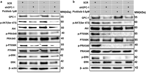 Figure 8. Silencing GPC-1 alone or in combination with Pictilisib effectively downregulates PI3K/Akt/ERK pathway. (a-b) GPC-1High stably expressing SCR and shGPC-1β expressing cell lines were treated with low dose Pictilisib (IC25) for 48 h and cell lysates were subjected to western blot analysis with antibodies for GPC-1, p-AKT(Ser473), total Akt, p-PRAS(Thr246), total PRAS, p-P70S6K, total P70S6K, p-ERK1/2 and total ERK1/2. Beta-actin was used as a loading control.