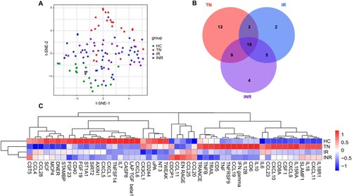 Figure 3. Altered inflammation-related proteins in plasma from HIV-1-infected individuals. (A) t-Distributed stochastic neighbour embedding visualization of individuals with different categories based on inflammation-related proteins (IRPs) in plasma detected using the Olink platform. (B) Venn diagram showing the number of differentially expressed IRPs in different combinations [treatment-naïve individuals (TNs) vs. healthy controls (HCs), immunological responders (IRs) vs. HCs, immunological non-responders (INRs) vs. HCs]. (C) Heatmap of differentially expressed IRPs.