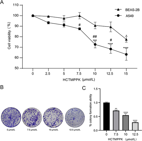 Figure 2 HCTMPPK inhibits the proliferation of lung adenocarcinoma cells. (A) Results of CCK-8 assays indicated that HCTMPPK inhibits the proliferation of A549 rather than BEAS-2B. (B) Representative pictures of Colony-forming assay. (C) The statistical graph of the clone formation experiment. *P < 0.05, **P < 0.01, ***P < 0.001, ****P < 0.0001, compared with group 0, #P<0.05, ##P<0.01, compared with BEAS-2B.CCK-8, cell count kit 8.