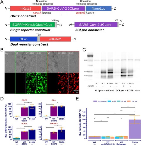 Figure 1. SARS-CoV-2 3CLpro transfection induced cytotoxicity and suppressed reporter expression in 293T cells, and it can be rescued by treatment with the specific inhibitor. (A) Schematic of the BRET, reporters, and 3CLpro expression constructs. (B) The “WT” represents wild-type 3CLpro co-transfected with reporter as indicated, the “C145A” indicates the C145A mutant co-transfected, and the “WT+GC376” is the same as the “WT” but with a treatment of GC376 at 20 μM. The “Mock” is native cells without any treatment. (C) Western blotting results obtained from cells treated as described in (B). The arrows point to mKate2/EGFP (26 kD), 3CLpro (36 kD). Bands at about 55 kD is α-tubulin. (D) Different expression of reporters in cells treated with WT+GC376 vs. WT or C145A. Data were presented as mean ± SD (n = 3), and the significant difference was determined using the Student t-test. (E) The dual-reporter construct was used. Data with n = 2 was analysed using an ANOVA with a post-hoc Tukey's HSD test. *: p < 0.05; **: p < 0.01; ***: p < 0.001; ****: p < 0.0001; ns: not significant.