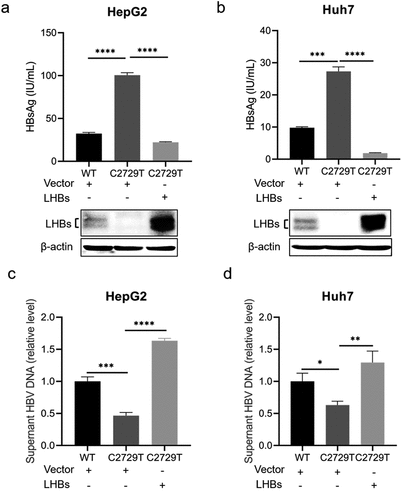 Figure 4. LHBs can rescue the reduced HBV production mediated by the C2729T mutation. The pBB4.5-HBV1.2×-WT or pBB4.5-HBV1.2×-C2729T plasmid, pCDH-LHBs or pCDH vector control plasmid, and pCDH-Nluc plasmid were co-transfected into HepG2 and Huh7 cells. Cell culture supernatants and cells were harvested at 3 and 5 days post-transfection to detect the levels of HBsAg and HBV DNA, respectively. (a & b) the levels of HBsAg in the cell culture supernatants were detected by chemiluminescence immunoassays, and the levels of intracellular LHBs were detected by Western Blot in HepG2 and Huh7 cells. The β-actin protein was used as the internal control. (c & d) the levels of supernatant HBV DNA were detected by qPCR in HepG2 and Huh7 cells. The data were presented as the mean ± SD of three independent experiments and were analysed by Student’s t-test. ns- no statistical significance, *p < 0.05, **p < 0.01, ***p < 0.001, ****p < 0.0001.