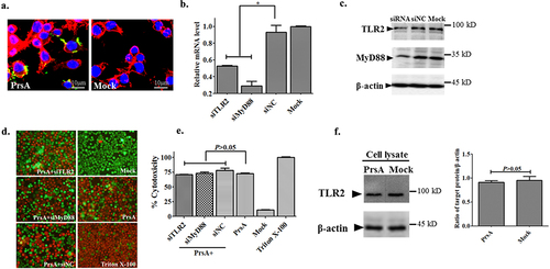 Figure 7. TLR2/MyD88 pathway was not involved in cell death induced by PrsA. a. Immunofluorescence observation of RAW264.7 cells and PrsA protein interaction. PrsA proteins were labelled with rabbit anti-PrsA poly-Ab with a second antibody Alexa Fluor 488 goat anti-rabbit Ab. Cell nuclei and cytoplasmic actin were stained with DAPI and Alexa Fluor 568 phalloidin. b. qPCR analysis of tlr2 and myd88 genes expression level in RAW264.7 after RNA interference. c. Western blotting analysis of targeted proteins expression after RNA interference. The siRNA and siNC meant specific small RNA interference molecules of TLR2, MyD88, and negative control treatment. d. Fluorescent observation of cell viability between normal RAW264.7 cells and TLR2 or MyD88 molecule downregulated cells after cytotoxic PrsA (200 μg/ml) treatment. Triton X-100 (0.2%) and DMEM medium treatments were used as positive and negative controls. e. Cytotoxicity determination with LDH release detection from the supernatants of RAW264.7 cells treated as panel d. f. Western blotting analysis of TLR2 activation after PrsA stimulation for 4hs in RAW264.7 cells as compared with PBS control. Densitometric difference of TLR2 was also analysed. The asterisk of “*” indicated significant at P < 0.05.