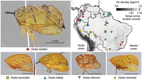 Figure 1. Oeda species and their distribution over the Amazon. Note the overall high air density across the species distribution.