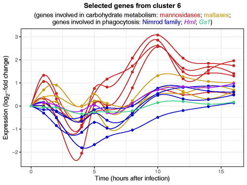 Figure F4. Temporal expression patterns of selected genes in cluster 6 during the first 16 h after peptidoglycan injection. The five red lines and three yellow lines correspond to genes involved in carbohydrate metabolism: respectively, mannosidases (LMan1, LManIII, LManIV, LManV, LManVI) and maltases (Mal-A2, Mal-A3, Mal-A4). The remaining lines correspond to genes that are expressed in hemocytes and are involved in phagocytosis: in blue are genes belonging to the Nimrod family (NimB4, NimC1, NimC3, eater), in purple is Hml, and in green is Gs1.