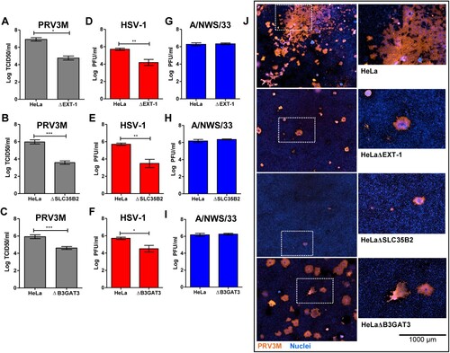 Figure 4. Effect of HS deficiency in PRV3M infection. The susceptibility of HeLaΔEXT-1, HeLaΔSLC35B2 and HeLaΔB3GAT3 cells to (A–C) PRV3M, (D–F) HSV-1 and (G–I) influenza A/NWS/33. The data presented were virus yields at 48 hpi. (J) Immunofluorescent staining for viral antigen was performed to validate PRV3M infection in HeLa, HeLaΔEXT-1, HeLaΔSLC35B2 and HeLaΔB3GAT3 cells. Blue indicates cell nuclei and brown indicates PRV3M antigens. Scale bar is for the enlarged images. All experiments were repeated for at least two biological replicates. Asterisks indicate statistically significant differences (*P < 0.05; **P < 0.01; ***P < 0.001). Error represent means ± standard error.