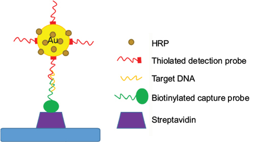 Figure 3 Schematic illustration of dual-labeled AuNPs with HRP and DNA for the detection of DNA hybridization. Data from He et al.Citation26
