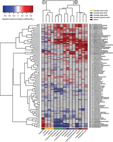 Figure 4. Bacterial taxa associate with the abundance of AAA catabolites in the CIG cohort. The heatmap shows hierarchical clustered repeated-measures correlation coefficients between the absolute abundance of the most abundant ASVs (average relative abundance > 0.05%) and the concentrations of the AAAs and their catabolites in feces from the CIG cohort. Cluster 1 contains the AAAs and tryptamine, whereas Cluster 2 contains the aromatic lactic acids, acetic acids, and propionic acids as well as indole aldehyde and tyramine. Statistical significance was evaluated by repeated-measures correlations with false discovery rate corrected p-values (q-values) shown by asterisks, * q < 0.05, ** q < 0.01, ***q < 0.001, and **** q < 0.0001. Bold face ASVs indicate taxa with significant association with the AAA catabolites that were selected for in vitro validation (see Fig. 5). Unless otherwise noted, ASV taxonomies were based on the RDP database. Superscript annotations for taxa indicate that α; annotation of species-level taxonomy was obtained based on BLAST analysis of the given ASV sequence against the 16S rRNA database at NCBI, and β; annotation of species-level taxonomy was not possible, since the ASV sequence matched multiple species within the given genus based on BLAST analysis against the 16S rRNA database at NCBI (see Supplementary Table S2).