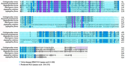 Figure 1. The mutiple alignment of amino acid sequences of UvVELC, and VelC homologue in other fungi. Deduced VelC-like proteins of fusarium graminearum, magnaporthe oryzae, neurospora crassa, Aspergillus nidulans, Aspergillus flavus, and U. virens, were aligned by DNASTAR using ClustalW multiple sequence alignment. The velvet domain predicted by InterPro website for the UvVELC protein is depicted in light blue according to IPR037525. The predicted NLS is shown in purple.