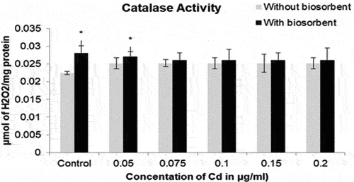 Figure 10. Catalase assay in brain samples of Drosophila before and after exposure to biosorbent in water containing various concentrations of Cadmium (II).