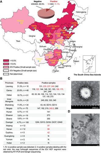 Figure 1. Detection and isolation of IDV in cattle among provinces of China, 2022–2023. (A) The numbers of IDV-positive nasal swab samples from cattle in each province of China, 2022–2023. The colours indicate positive rates of IDV in cattle among provinces according to the legend located at the left bottom of the map. The numbers of IDV-positive nasal swab samples are given in blue colour (bold font), and the numbers of total nasal swab samples collected in cattle in individual provinces are given in yellow colour (bold font). The overall IDV RNA positive rate in cattle in China according to this study is indicated in the top of the map. (B) IDV RNA positive rates and samples in cattle in individual provinces tested. (C) Negative-staining electron microscopy showing an enveloped spherical IDV particle ((Bar = 200 nm)). (D) Thin-section electron microscopy displaying budding and release of IDV virions from the plasma membrane of infected cells (Bar = 1 µm).