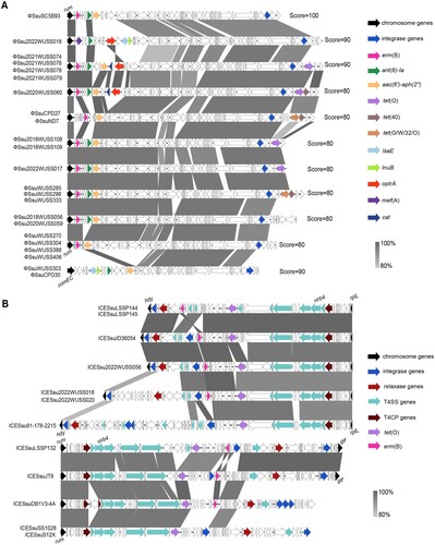 Figure 5. Genetic context of antibiotic resistance genes-associated prophages and ICEs in S. suis serotype 4 genomes. The direction of transcription for each gene is denoted by arrows, and distinct colours represent the various genes. (A) Prophages with scores of 100, 90, and 80 by PHASTER analysis. (B) ICE structure predicted by ICEfinder software. T4SS, type IV secretion system; T4CP, type IV coupling protein.