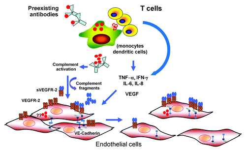 Figure 1. A model for dengue pathogenesis. Infection of target cells (monocyte, dendritic cells) is enhanced in the presence of non-neutralizing, cross-reactive antibodies. The output viruses and viral proteins such as NS-1 may binds to DENV-specific antibodies and activate complement system leading the release of vasoactive complement fragments resulting functional and structural changes in endothelial cells (EC). Infected cells and activated T lymphocytes release various cytokines with permeability enhancing activities such as IL-6, IL-8, TNF-α, MCP-1, and VEGF. It is controversial whether EC are infected with DENV in vivo. However, in vitro infected EC have been shown to upregulate VEGF-R 2 expression and secrete various cytokines. Activation of EC by VEGF and other cytokines leads to disruption of adherens junctions, resulting in increased permeability.