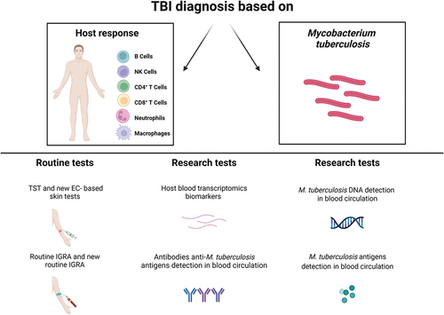 Figure 1. Routine and research tests for TBI diagnosis. Diagnosis of TBI may be based on the detection of either host responses to Mtb antigens or of the pathogen itself. The routine immune-based tests currently used are the TST, new versions of EC-based skin tests, IGRA and its new developments. Other possible strategies are based on the detection of host factors such as the serological approach, for the detection of mycobacterial-specific antibodies, and the transcriptomic approach, which characterizes the host response in unstimulated blood, reflecting changes in gene expression between different disease states. On the other hand, microbiological tests able to identify Mtb itself are based on the detection of Mtb DNA or antigens from blood circulation. EC: ESAT-6/CFP-10; IGRA: interferon (IFN)-γ release assays; Mtb: Mycobacterium tuberculosis; NK: natural killer; TBI: tuberculosis infection; TST: tuberculin skin test. Created with BioRender.com.