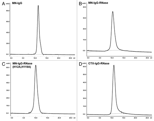 Figure 3. Analytical SEC of IgG and IgG-RNases. (A) MN-IgG, (B) MN-IgG-RNase, (C) MN-IgG-RNase(H12A, H119A) and (D) CTX-IgG-RNase. Base line is shown as gray dotted line.